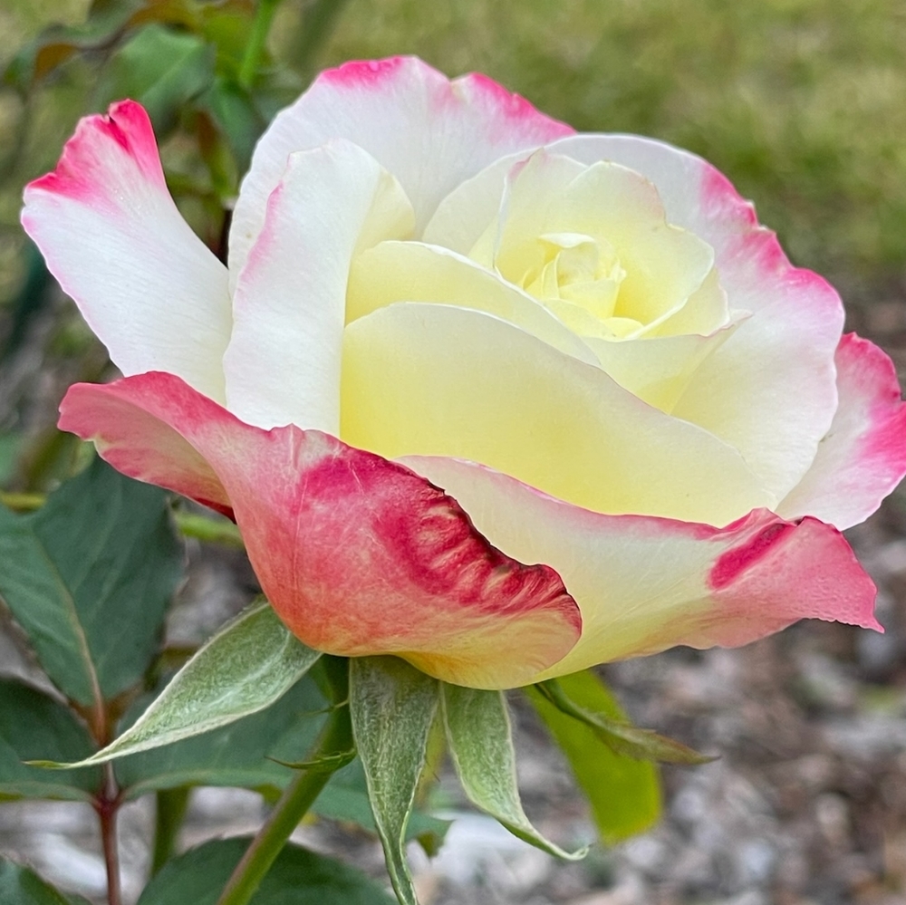 For @leavesandpetals, just for you thanks!